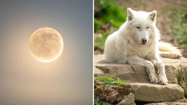 Wolf Moon: What January’s Full Moon means for you