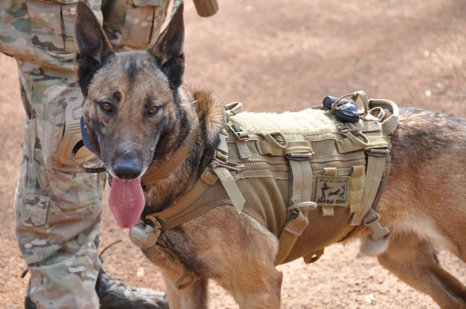 Dog Keni in service in the miliatry.