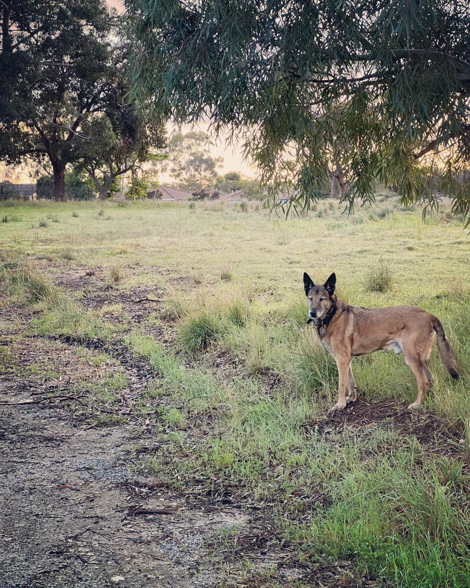 Dog Keni in a park.