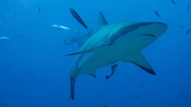 How to stay safe from a shark attack