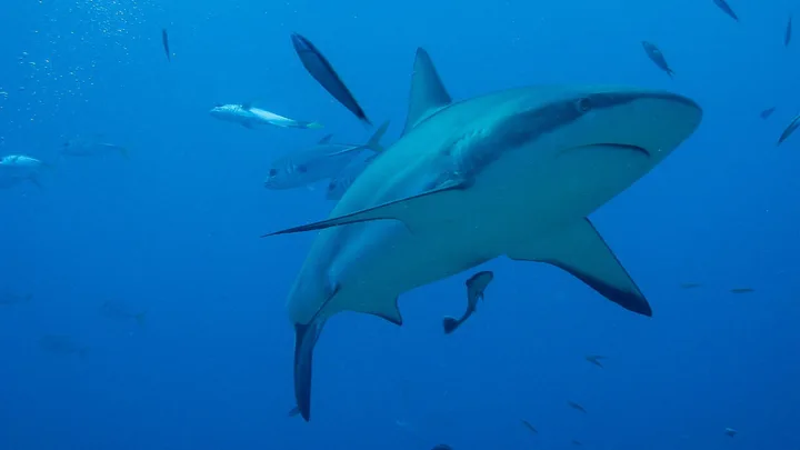 How to stay safe from a shark attack