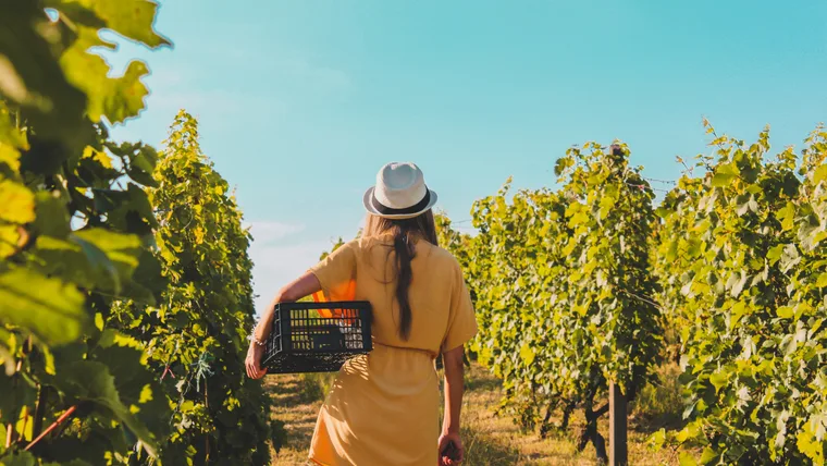 I worked in wine for years: Here are my favourite women-led wineries