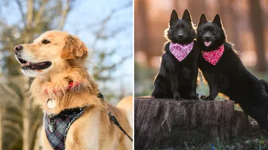 A split image showcasing stylish dog accessories. On the left, a Golden Retriever wears a classic grey and red plaid harness with a matching red collar. On the right, two small black dogs sit on a tree stump wearing vibrant pink and red paisley bandanas in a sunlit forest.