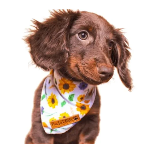 Pawfect Pals Sunshine On My Mind Bandana