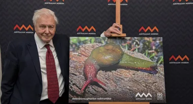 Sir David Attenborough at 100: still opening our eyes to wonder