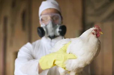 Suspected bird flu case detected in New South Wales
