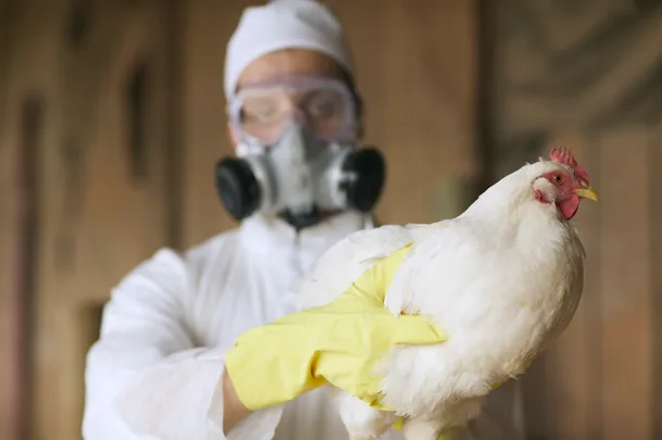Bird flu has reached Australia. Here’s what to know