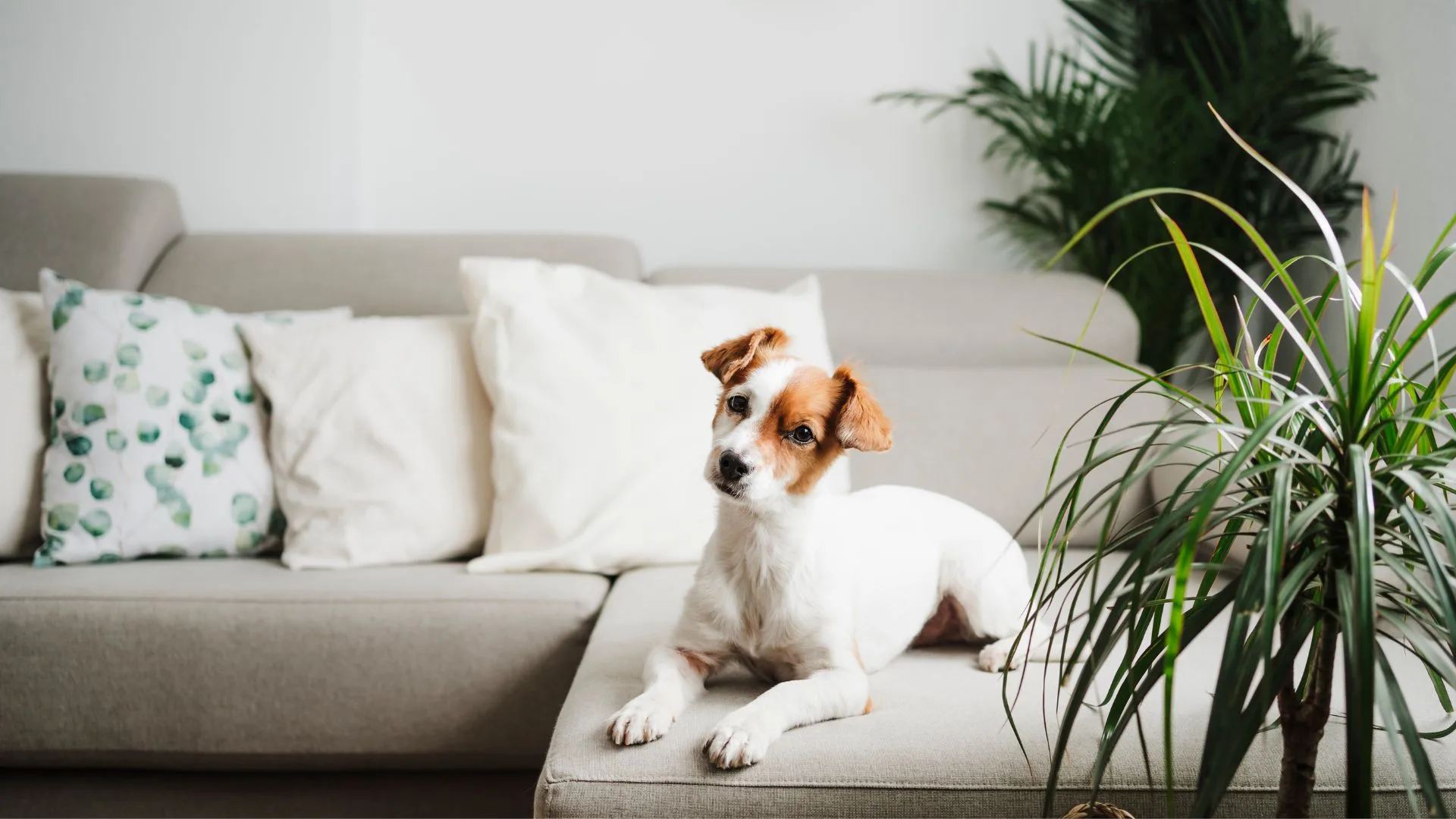 A small Jack Russell Terrier cross dog sitting on a beige couch in a modern, bright living room. Featured in smart doorbells article on AWW.