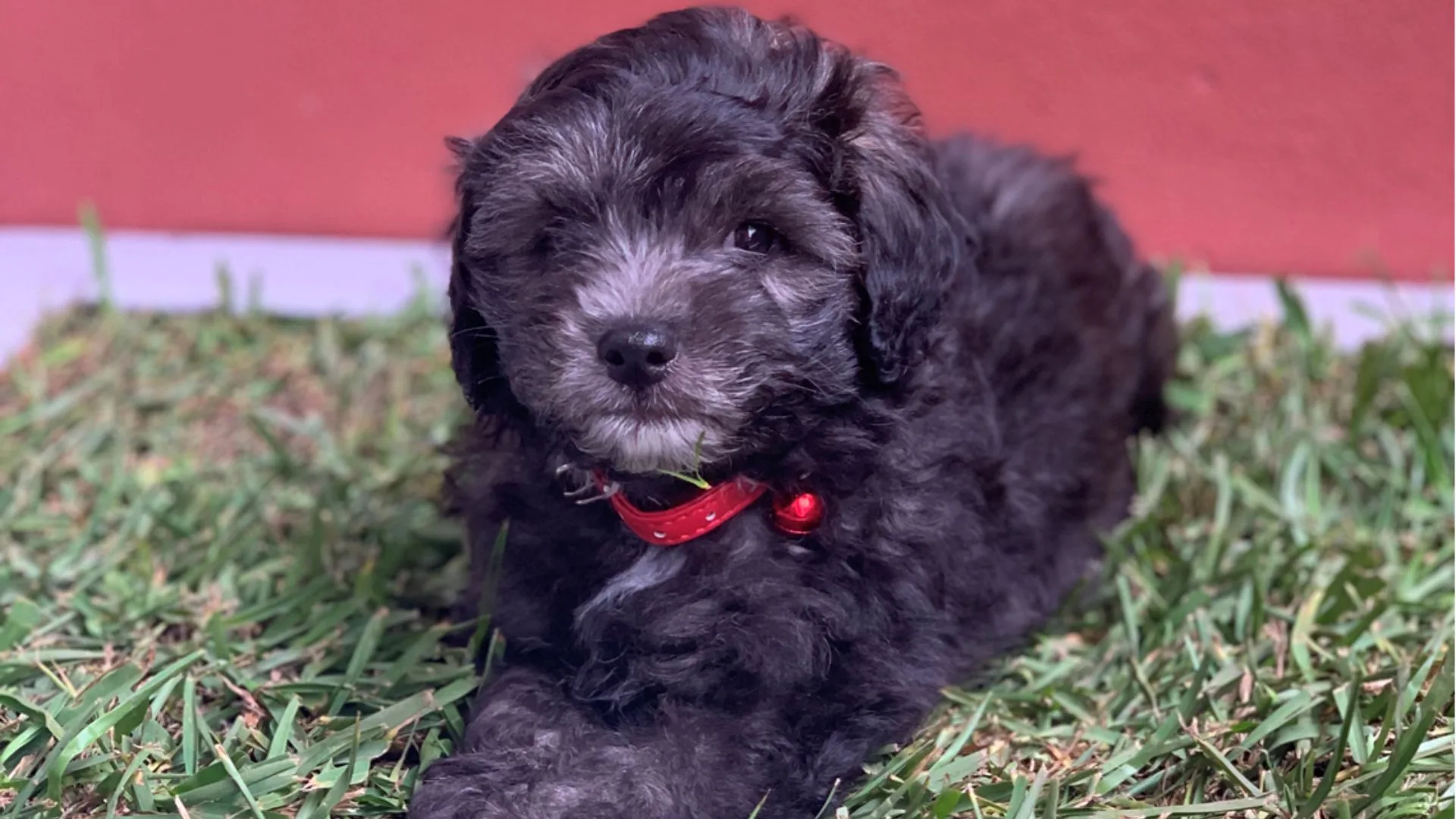A fluffy, dark grey and black puppy wearing a red collar lying on his real grass dog toilet.