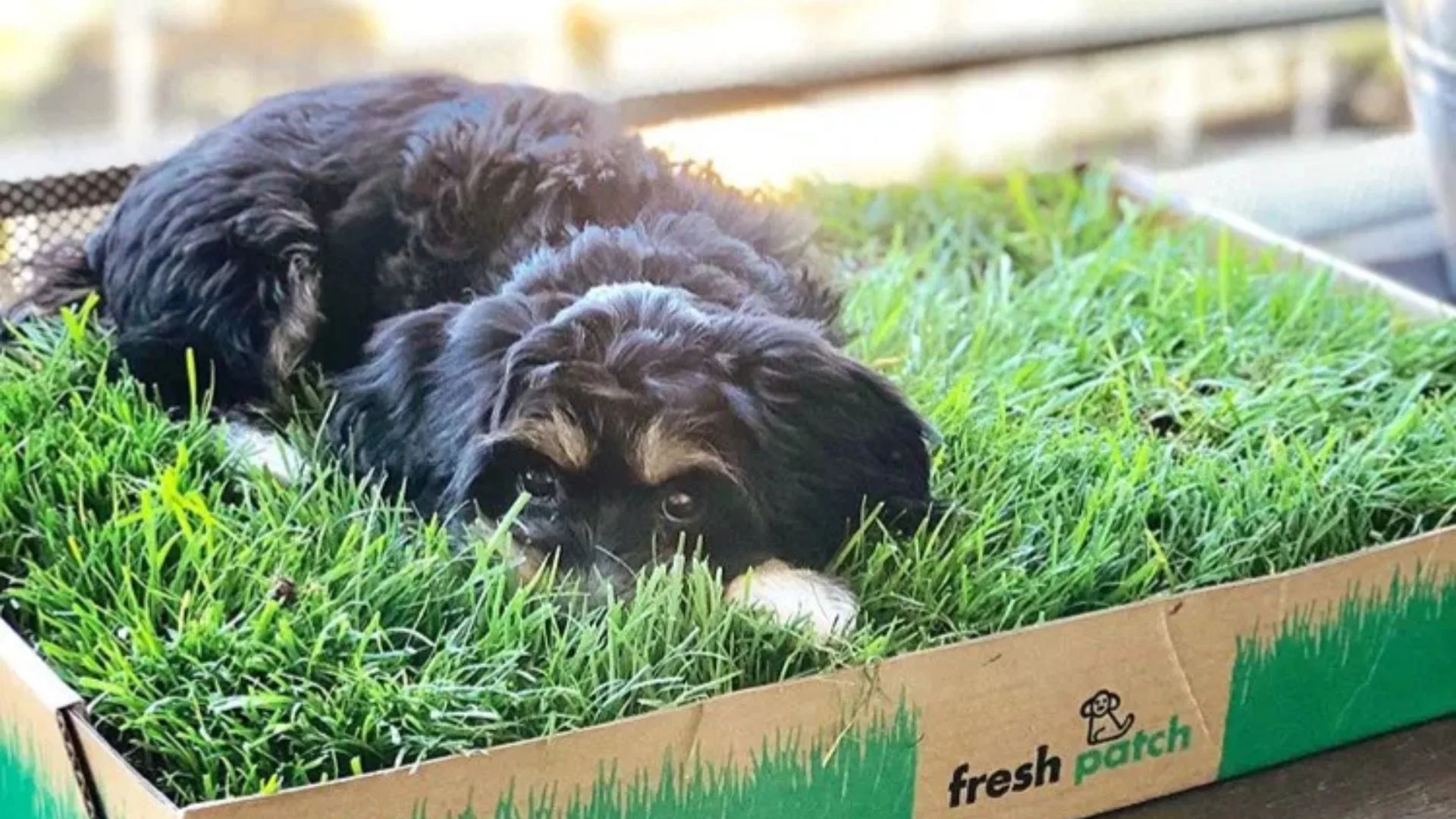 A small, fluffy black and tan puppy lying down inside a cardboard Fresh Patch box filled with real green grass.