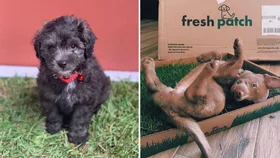 Why I swapped to a real grass dog toilet for my apartment (and never looked back)