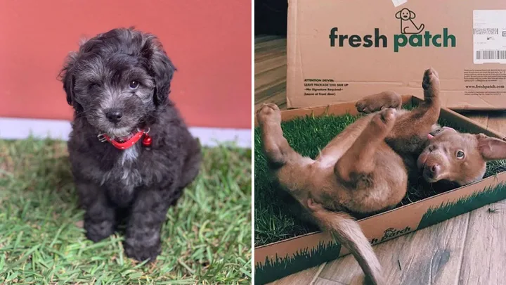 Why I swapped to a real grass dog toilet for my apartment (and never looked back)