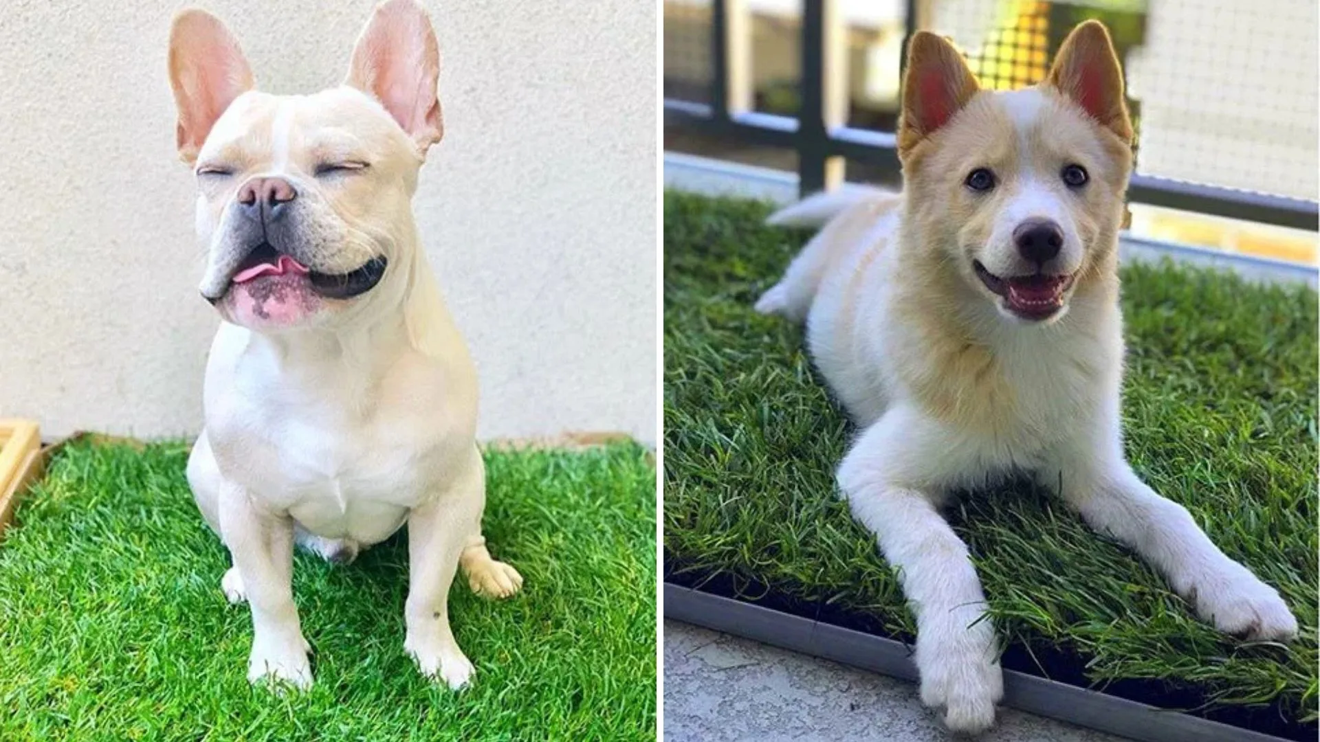 A cream-coloured French Bulldog squints happily on grass on the left, and a fluffy white and tan puppy lies on a balcony grass pad on the right.