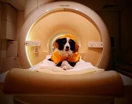 Your dog really can tell when you’re happy or sad, new study finds