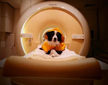 Your dog really can tell when you’re happy or sad, new study finds