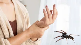 What really happens when you’re bitten by a white-tailed spider