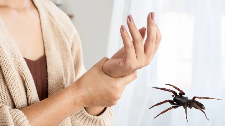 What really happens when you’re bitten by a white-tailed spider