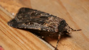 Is your home covered in moths? You are not alone