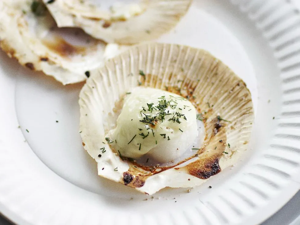 scallops with fennel béchamel