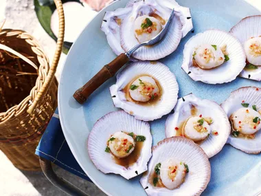 scallops in shell