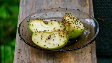 Fruit flies on an apple