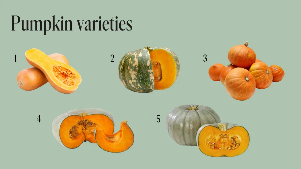 Pumpkin varieties 