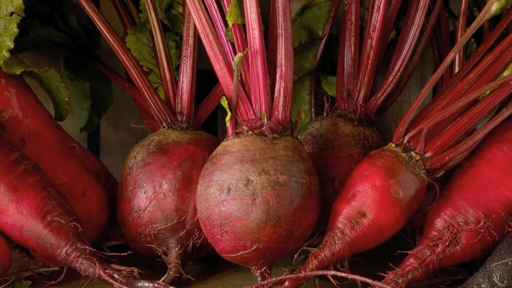 'Detroit' and 'Cylindra' heritage beetroot varieties.