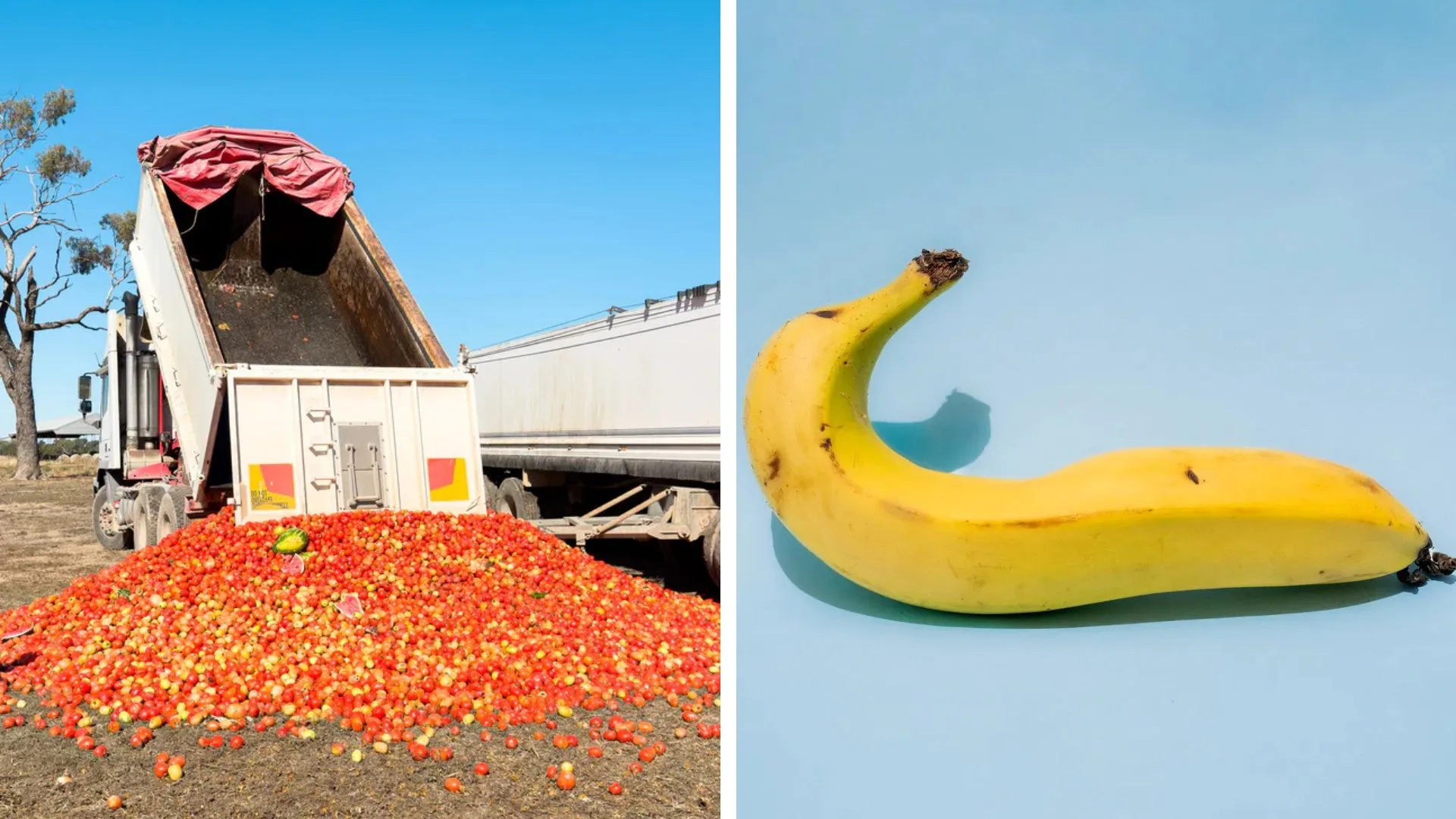 A split image from Farmers Pick. The left side shows a truck dumping a large pile of red, round produce onto the ground in a rural setting. The right side shows a single, slightly curved yellow banana against a light blue background.