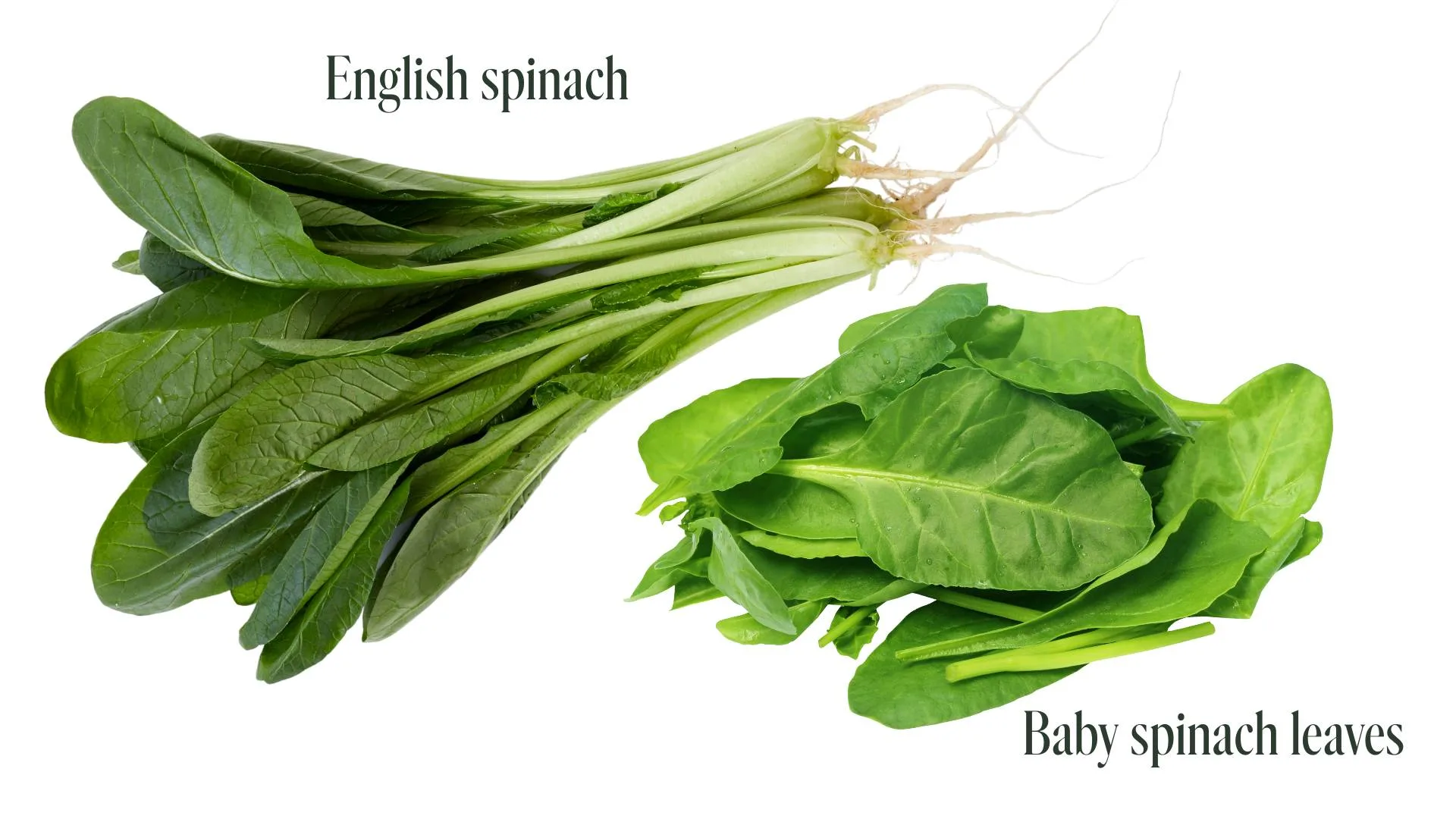 English spinach and baby spinach leaves