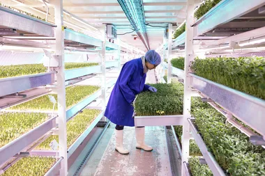 The Science Behind Why You Hate Coriander So Much