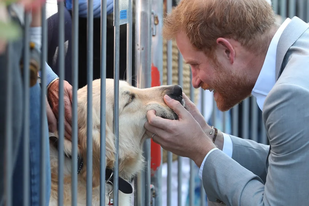 prince harry