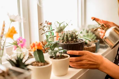 Millennials Are Buying Indoor Plants Instead Of Houses