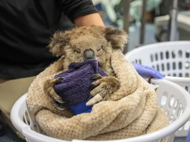 Australian Celebrities Are Lending Their Voices To End Our Country’s Extinction Crisis