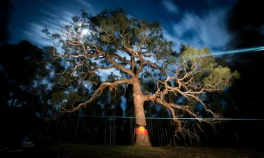 Sacred Djab Wurrung Directions Tree Cut Down To Make Way For New Victorian Highway