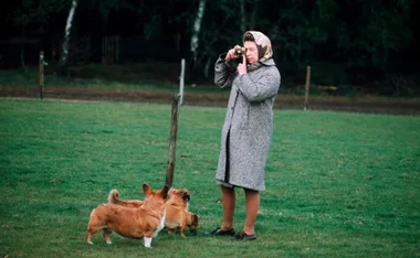 The Queen’s Beloved Corgis Have Found A New Home