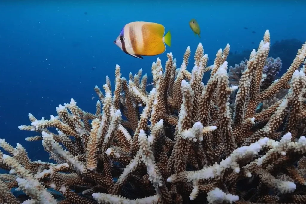 coral reef