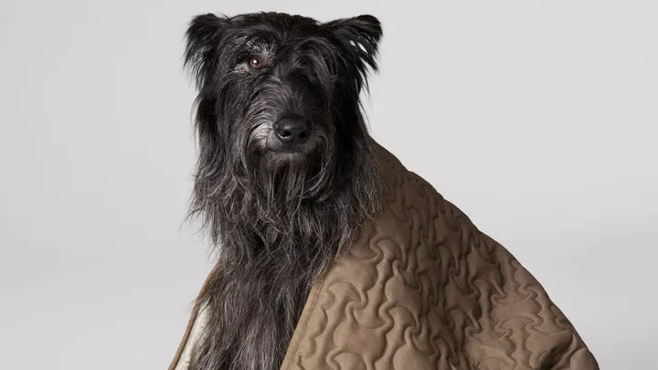 celine-dog-accessories