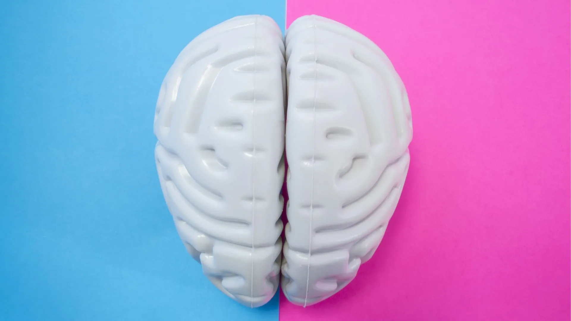 men and women's brains