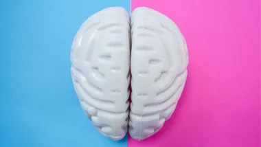 men and women's brains