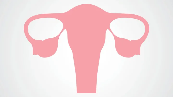 "Illustration of a pink female reproductive system on a light background."