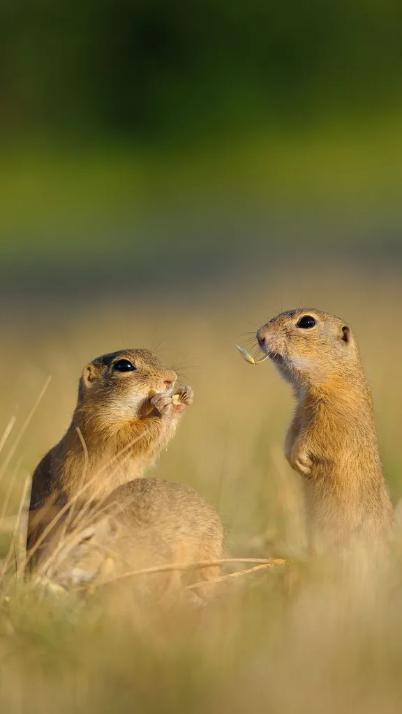 prairie voles