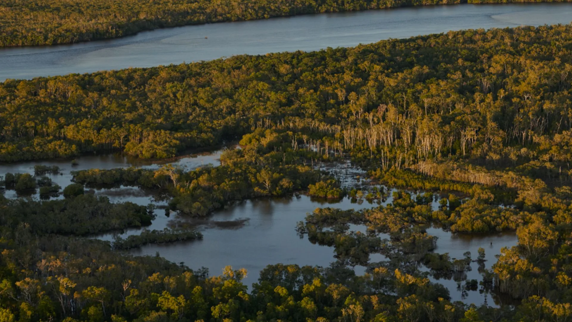 Aerial view of lush green mangrove forest with winding waterways and calm water surface reflecting the sunlight.