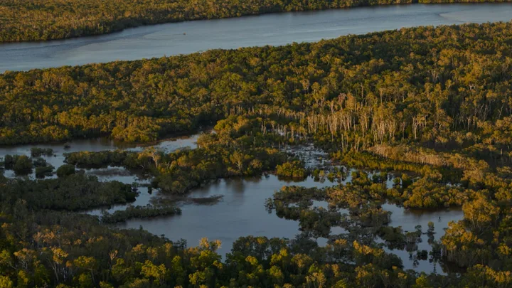 Aerial view of lush green mangrove forest with winding waterways and calm water surface reflecting the sunlight.