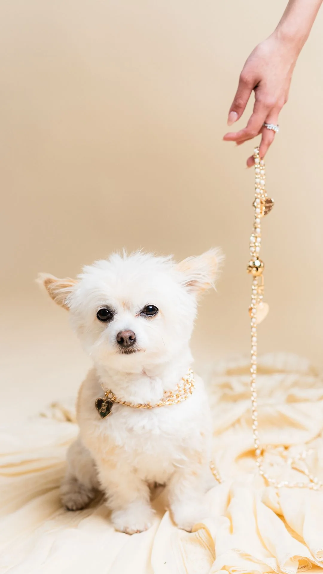 Crystal and Manolo 14K gold lead. 
