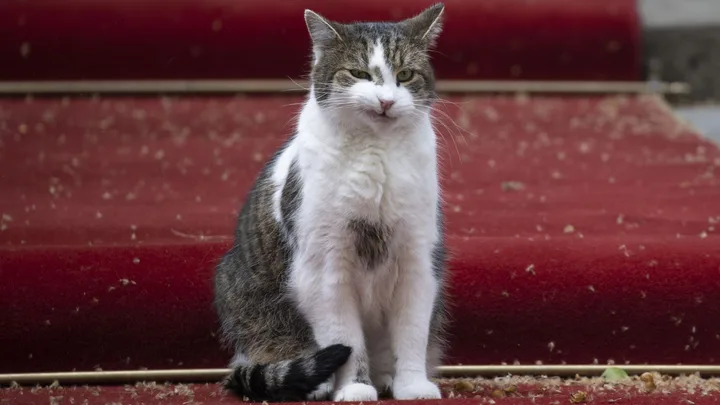 Larry the cat, famous mascot of Downing Street, waits in front of the PM's office during the meeting with British Prime Minister Boris Johnson and Polish President Andrzej Duda in London, United Kingdom on April 07, 2022.