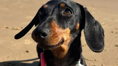 Valerie the Wonder Dog: How a Tiny Dachshund Outsmarted Everyone for 529 Days