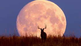 What The July Buck Full Moon Means For You & Your Ambition