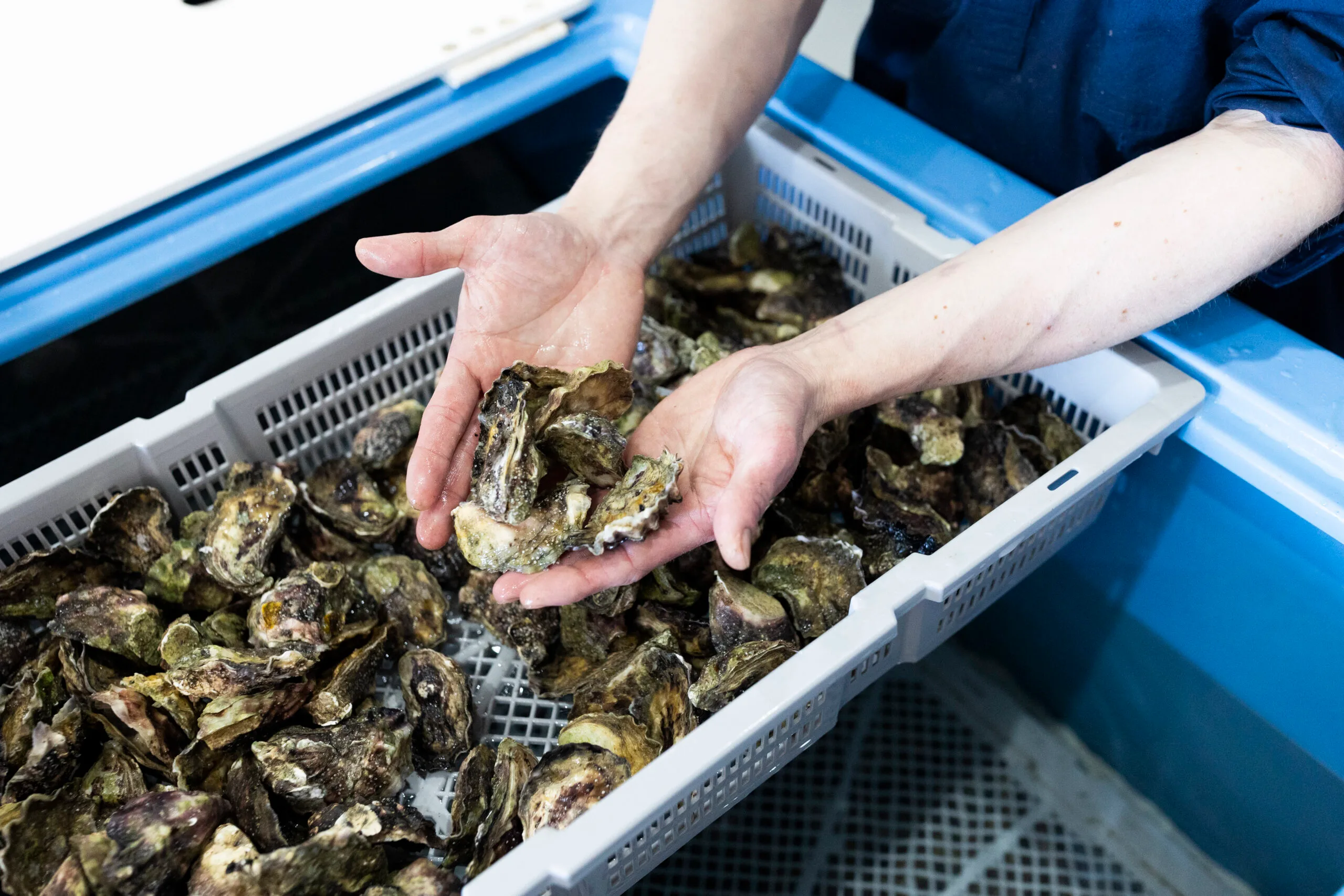 Sydney Rock oysters, kept live in Printhie’s custom-built tank with Clyde River water — shucked to order for an ocean-fresh taste in the heart of Orange.