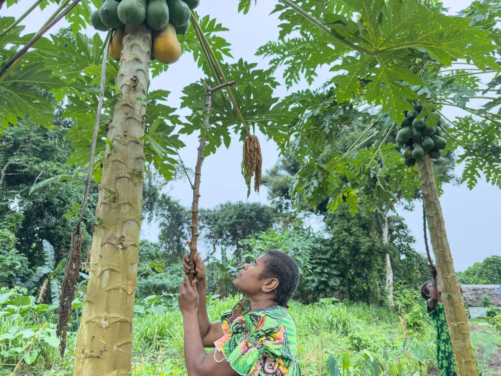 Zina Issacc harvesting papaya from her Resilience Garden. Pang Pang Village, Efate.