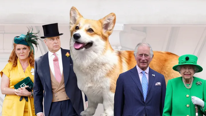 Royal Corgis